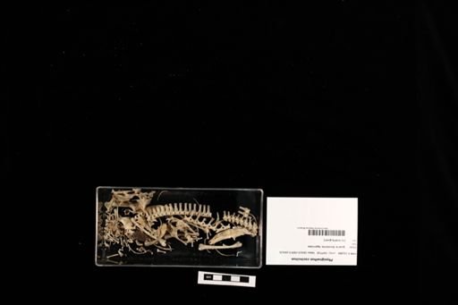 Physignathus cocincinus