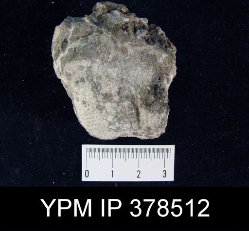Rhamnaria grandis