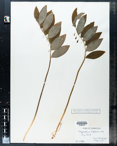 Polygonatum pubescens