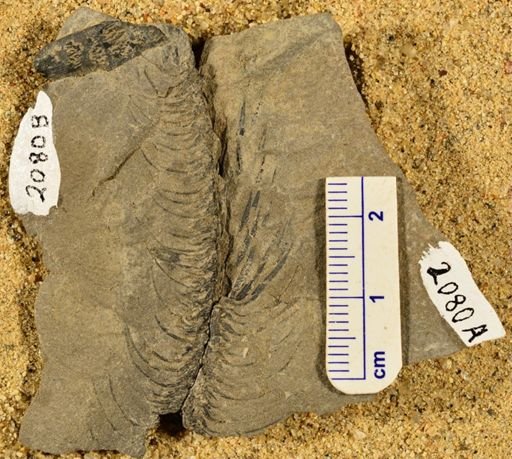 Lepidodendron sp.