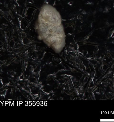 undet. Foraminiferida