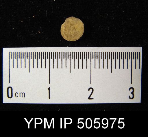 undet. Orthida