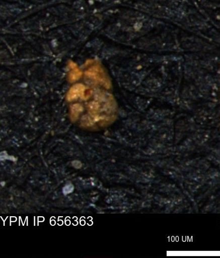 Ammobaculoides phaulus