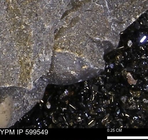 Protocardia subquadrata