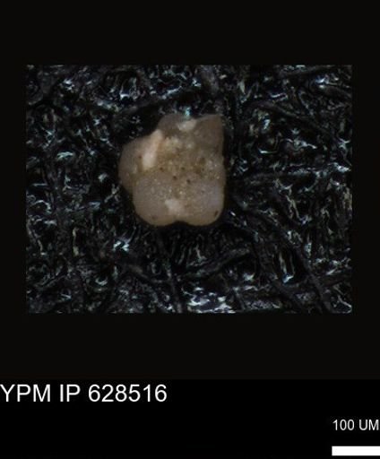 undet. Foraminiferida