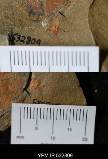 undet. Xiphosurida