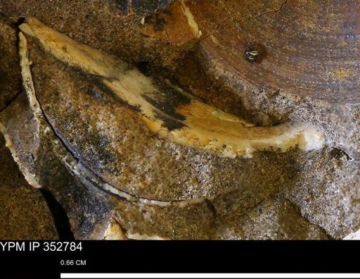 undet. Bivalvia