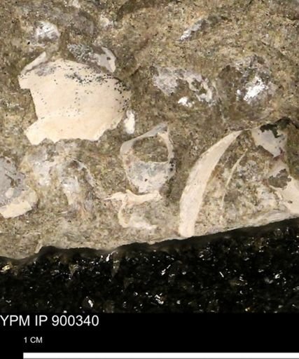 undet. Bivalvia