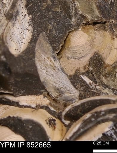 Limopsis striatopunctatus