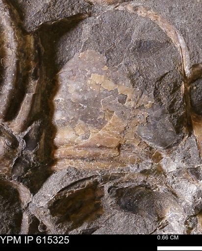 Inoceramus sp.