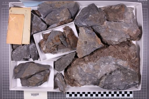 mixed taxa, stratigraphic collection