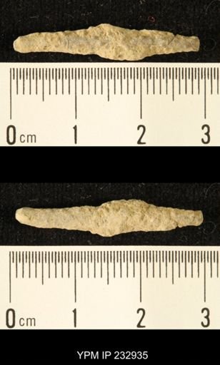 Archaeocidaris sp.