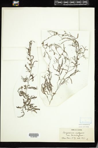 Sargassum vulgare