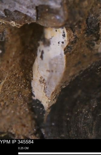 undet. Bivalvia