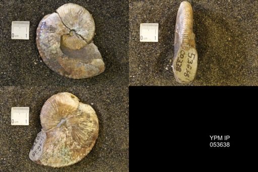 Hoploscaphites comprimus
