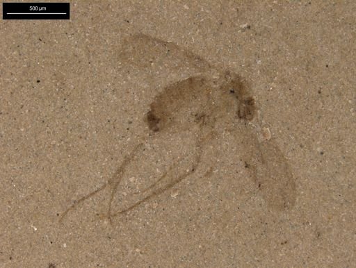 undet. Diptera