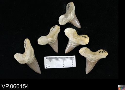 Cretoxyrhina mantelli