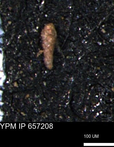 Verneuilinoides kansasensis