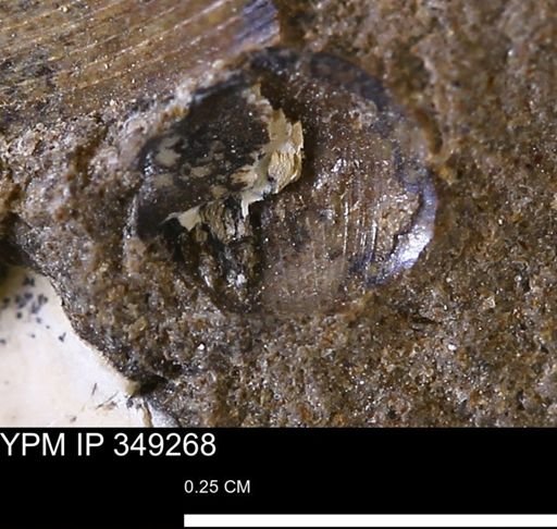 undet. Mollusca