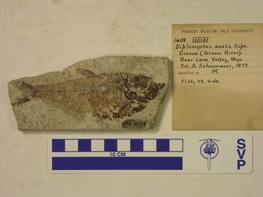 Diplomystus analis