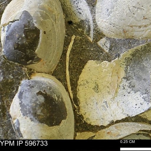undet. Bivalvia