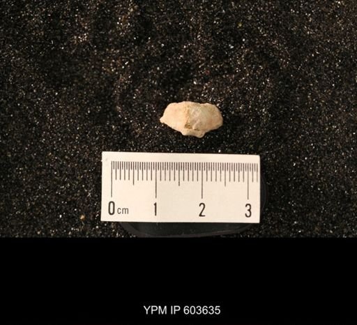 Productus cf. redesdalensis