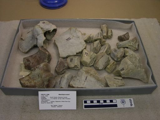 Mesohippus bairdi