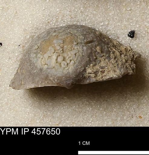 Helaspis sp.