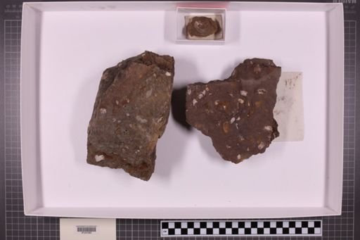 mixed taxa, stratigraphic collection