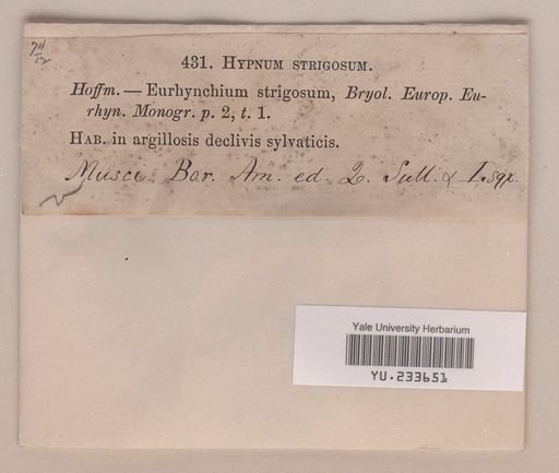 Eurhynchium strigosum