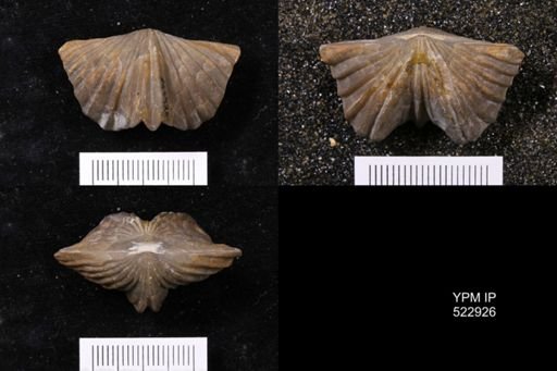 Platystrophia sp.