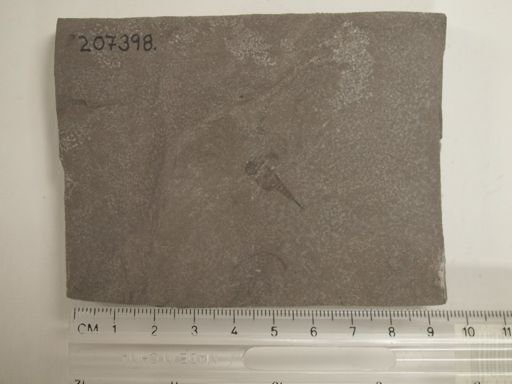 Eurypterus sp.