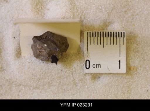 Hoploscaphites nicolletii