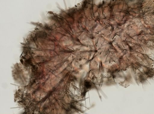 Clathria (Thalysias) sp.