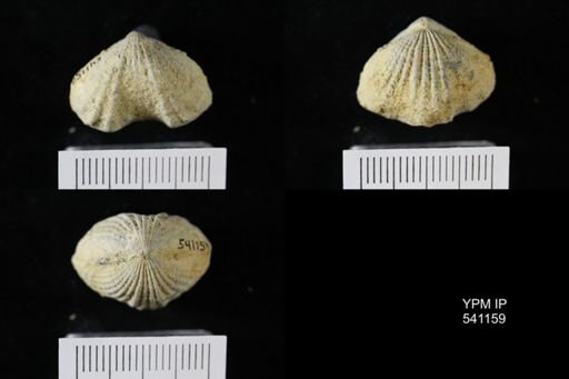 Rhynchotrema sp.