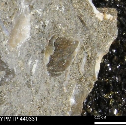 undet. Bivalvia