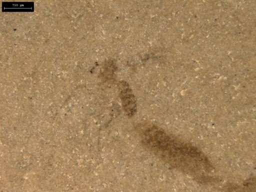 taxon undetermined