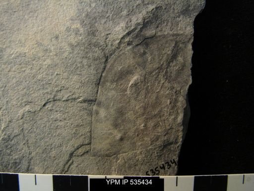 Eurypterida