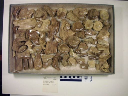 undet. Ichthyodectidae