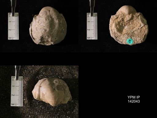 Productus (Linoproductus) lineatus