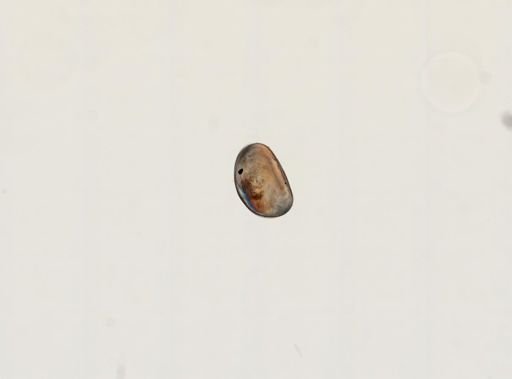 Cypris sp.