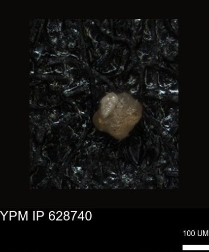 undet. Foraminiferida