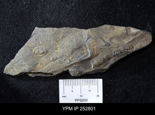 Aspidella sp.