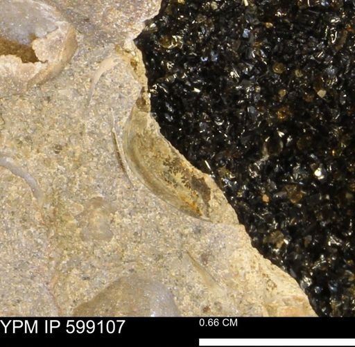 undet. Bryozoa