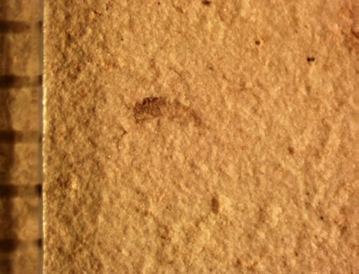 undet. Diptera