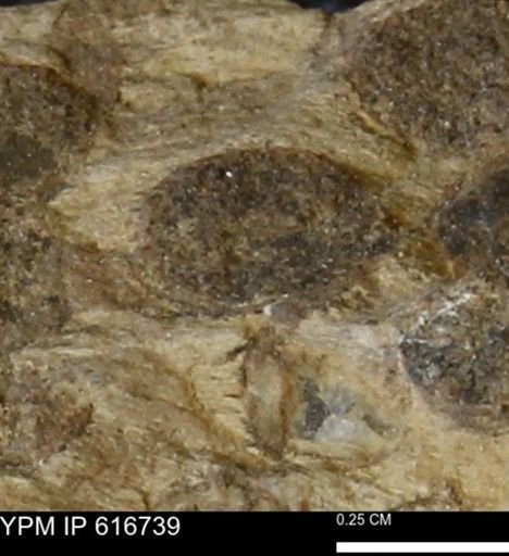 Teredo sp.
