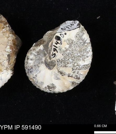 Hoploscaphites