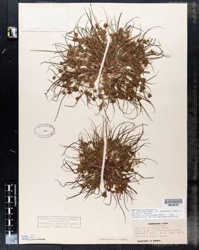 Cyperus squarrosus
