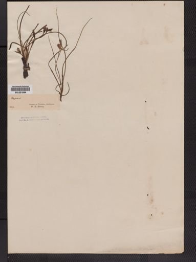 Hypoxis