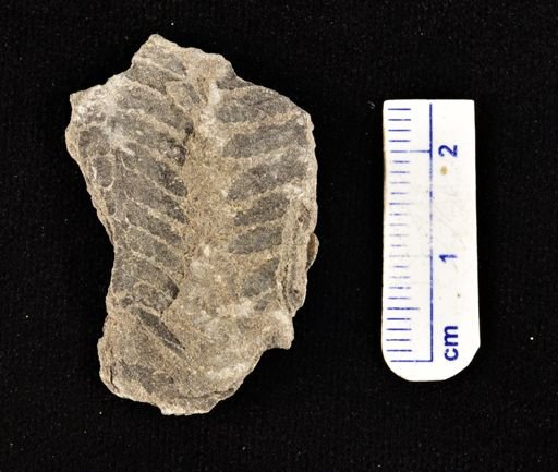 Cladophlebis browniana